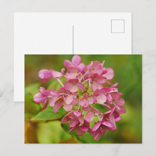 Roze Briefkaart Hydrangea (Voorkant / Achterkant)