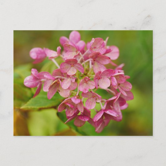 Roze Briefkaart Hydrangea (Voorkant)