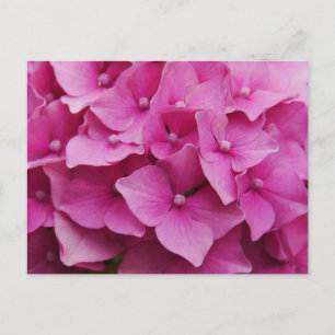Roze Briefkaart Hydrangea
