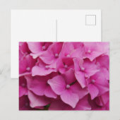 Roze Briefkaart Hydrangea (Voorkant / Achterkant)