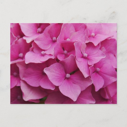 Roze Briefkaart Hydrangea (Voorkant)