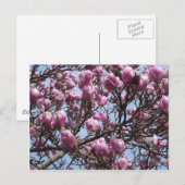 Roze Briefkaart Magnolia Flowers (Voorkant / Achterkant)