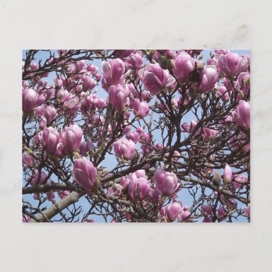 Roze Briefkaart Magnolia Flowers (Voorkant)