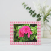 Roze Briefkaart Periwinkle Argyle (Staand voorkant)