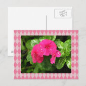 Roze Briefkaart Periwinkle Argyle (Voorkant / Achterkant)