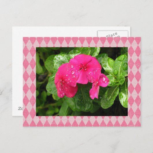 Roze Briefkaart Periwinkle Argyle (Voorkant / Achterkant)