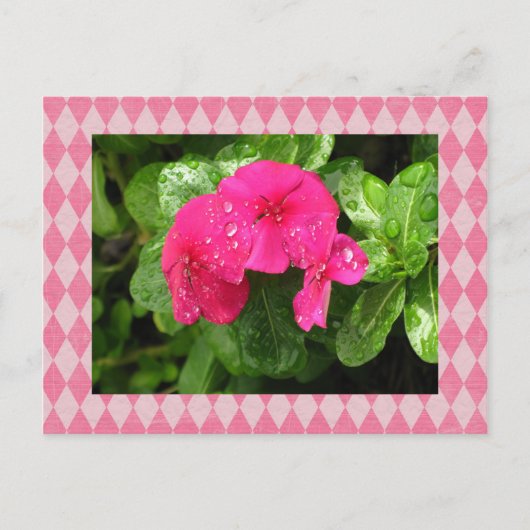 Roze Briefkaart Periwinkle Argyle (Voorkant)