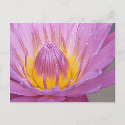 Roze Briefkaart van de Waterlily (Voorkant)