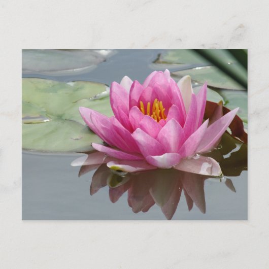 Roze Briefkaart van de Waterlily (Voorkant)