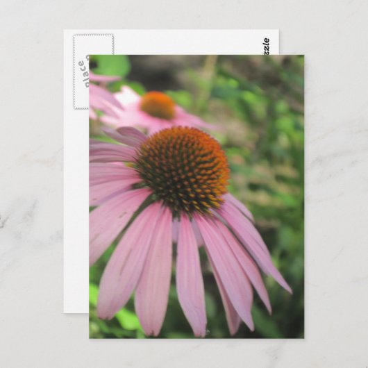 Roze Briefkaarten met conefloer (Voorkant / Achterkant)