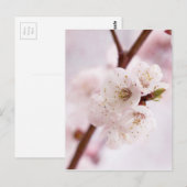 Roze bronbloesems briefkaart (Voorkant / Achterkant)