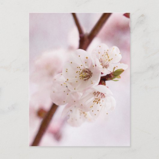 Roze bronbloesems briefkaart (Voorkant)