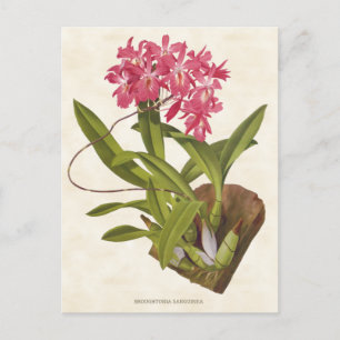 Roze Broughtonia Orchid  Botanisch Briefkaart