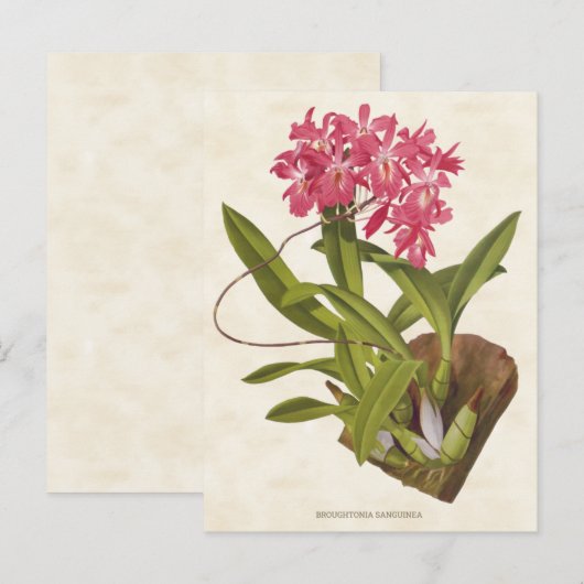 Roze Broughtonia Orchid  Botanisch Briefkaart (Voorkant / Achterkant)