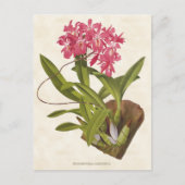 Roze Broughtonia Orchid  Botanisch Briefkaart (Voorkant)