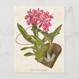 Roze Broughtonia Orchid  Botanisch Briefkaart