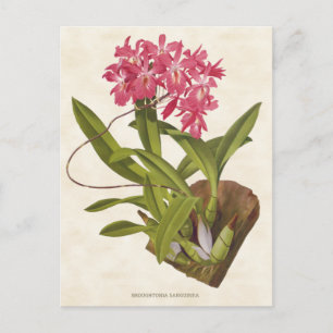 Roze Broughtonia Orchid  Botanisch Briefkaart