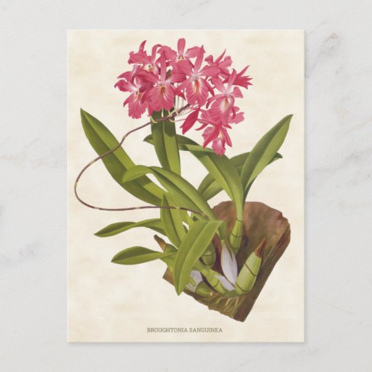 Roze Broughtonia Orchid Botanisch Briefkaart (Voorkant)