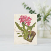 Roze Broughtonia Orchid Botanisch Briefkaart (Staand voorkant)