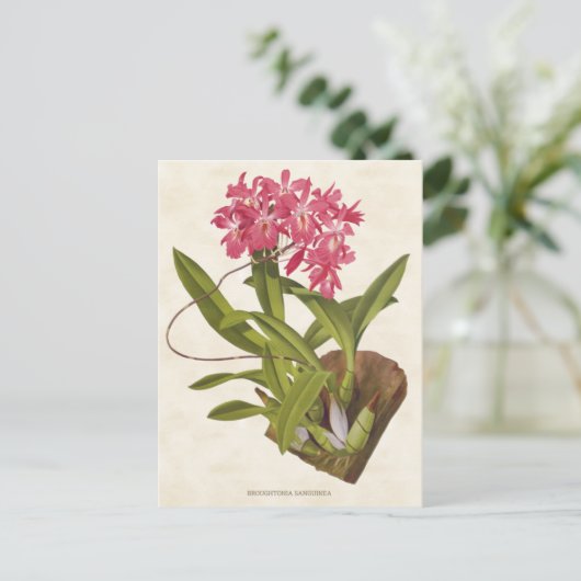 Roze Broughtonia Orchid  Botanisch Briefkaart (Staand voorkant)