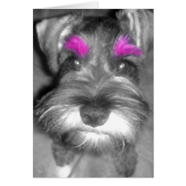 Roze Brow Schnauzer (Voorkant)