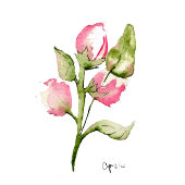 Roze Bud Floral Guest Towel Handdoek