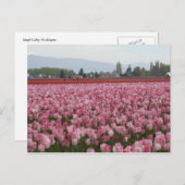 Roze buisjes van de vallei van de Skagit Briefkaart (Voorkant / Achterkant)