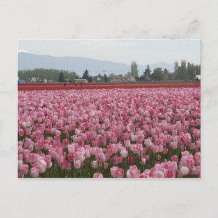 Roze buisjes van de vallei van de Skagit Briefkaart