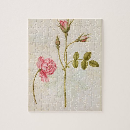 Roze, c.1568 legpuzzel (Verticaal)