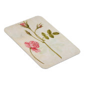 Roze, c.1568 magneet (Rechterzijde)