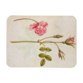 Roze, c.1568 magneet (Horizontaal)