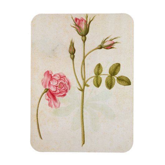 Roze, c.1568 magneet (Verticaal)