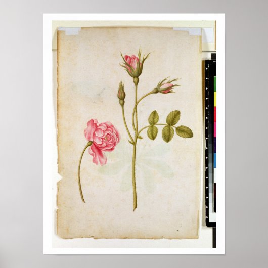 Roze, c.1568 poster (Voorkant)