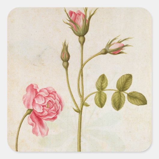 Roze, c.1568 vierkante sticker (Voorkant)