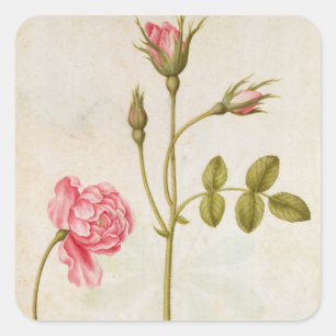 Roze, c.1568 vierkante sticker