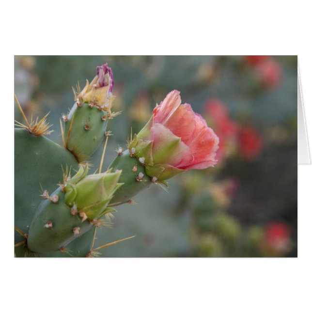 Roze cactus-bloem begint te bloeien (Voorkant Horizontaal)