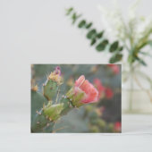 Roze cactus-bloem begint te bloeien briefkaart (Staand voorkant)