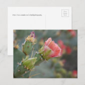 Roze cactus-bloem begint te bloeien briefkaart (Voorkant / Achterkant)