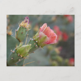 Roze cactus-bloem begint te bloeien briefkaart