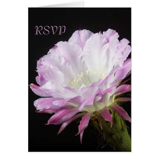 Roze Cactus-bloem in blok RSVP (Voorkant)