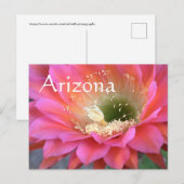 Roze cactus-bloem in de woestijn briefkaart (Voorkant / Achterkant)