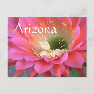 Roze cactus-bloem in de woestijn briefkaart