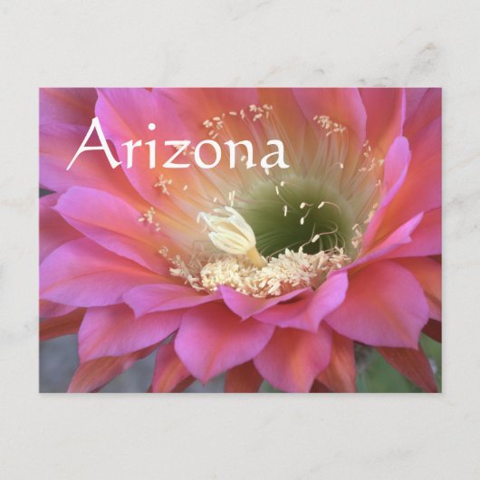 Roze cactus-bloem in de woestijn briefkaart (Voorkant)