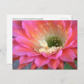 Roze cactus-bloem in de woestijn briefkaart (Voorkant / Achterkant)