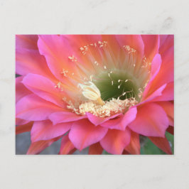 Roze cactus-bloem in de woestijn briefkaart