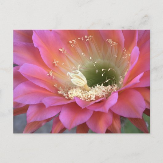 Roze cactus-bloem in de woestijn briefkaart (Voorkant)