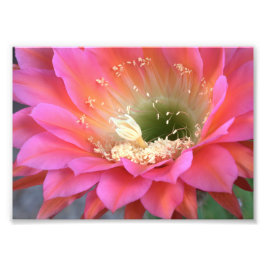 Roze cactus-bloem in de woestijn foto afdruk