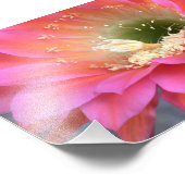 Roze cactus-bloem in de woestijn foto afdruk (Hoek)