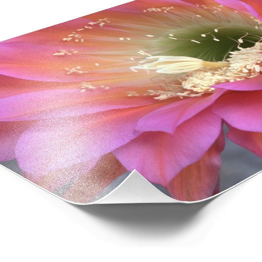 Roze cactus-bloem in de woestijn foto afdruk (Hoek)