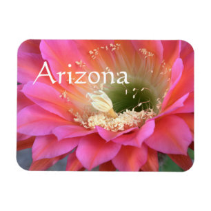 Roze cactus-bloem in de woestijn magneet
